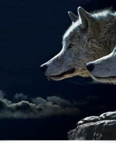 Welcher Wolf gewinnt?